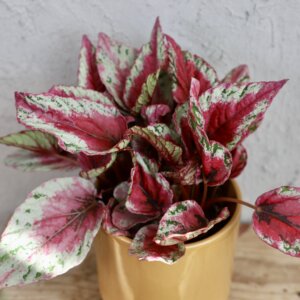 begonia-rosie-rastlinkovo