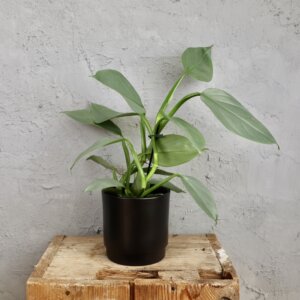 philodendron-silver-sword-rastlinkovo