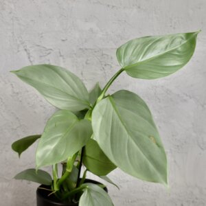 philodendron-silver-sword-rastlinkovo