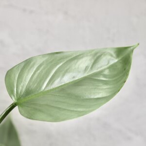 philodendron-silver-sword-rastlinkovo