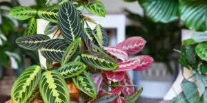maranta-starostlivost-rastlinkovo
