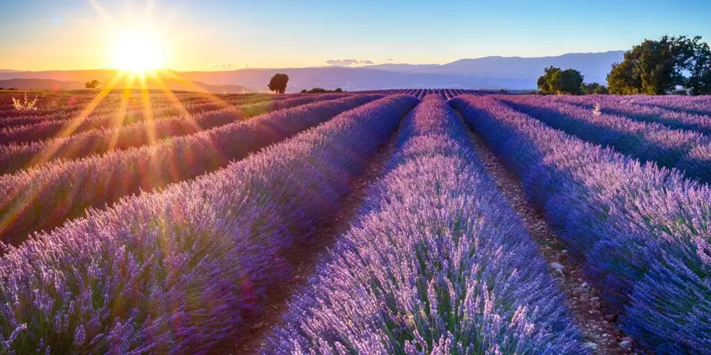levandula-rastlinkovo