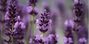 levandula-rastlinkovo