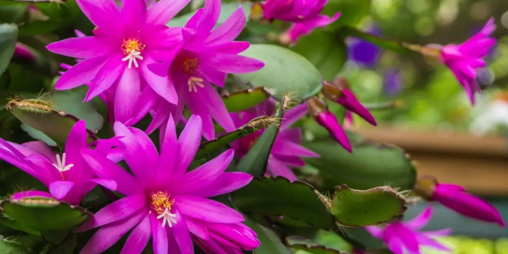 schlumbergera-vianocny-kaktus-pestovanie-rastlinkovo