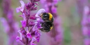 salvia-pestovanie-rastlinkovo