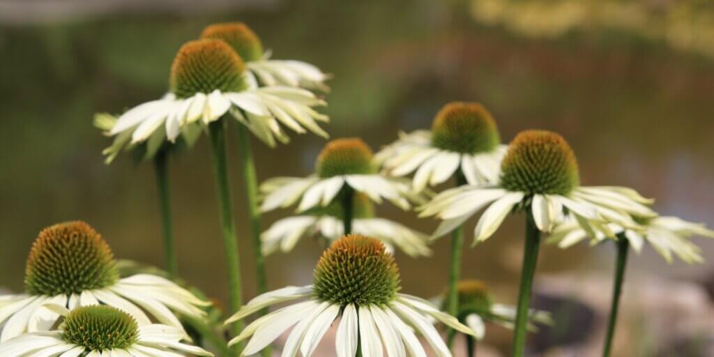 echinacea-trapatka-rastlinkovo
