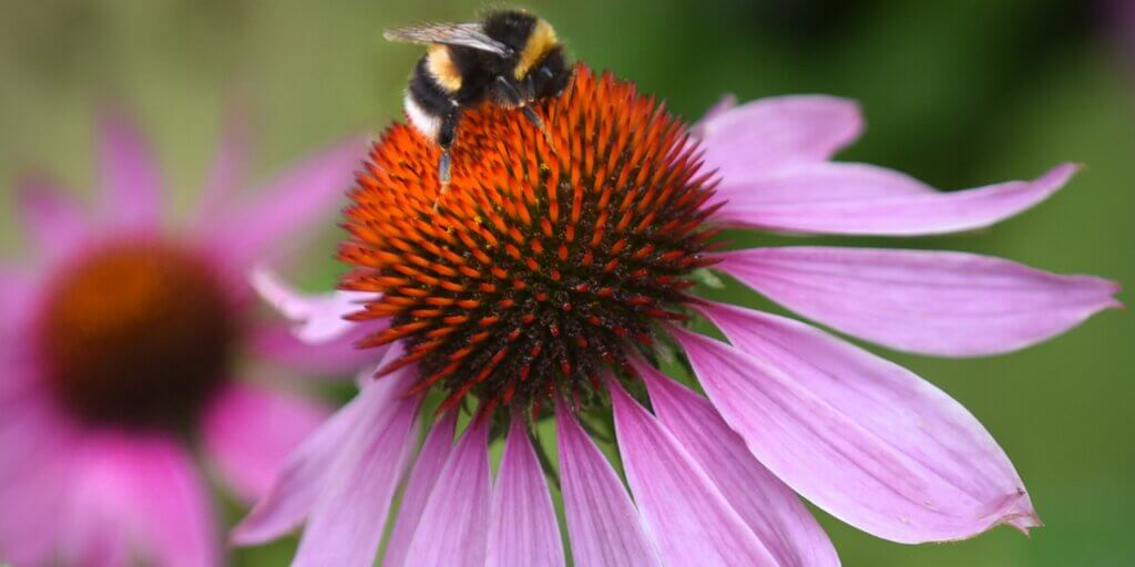 echinacea-trapatka-rastlinkovo