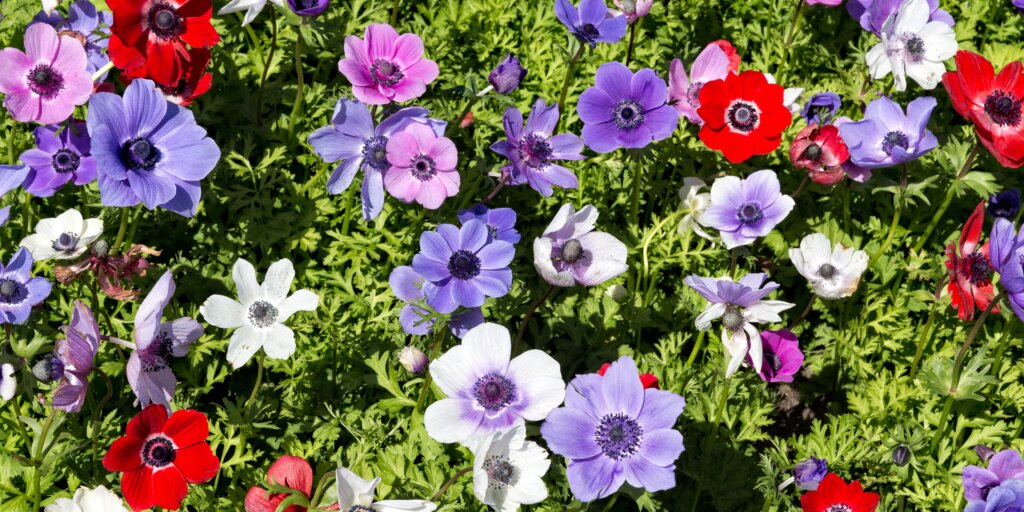 Cibuľoviny: 11 kvetov, ktoré je dobré sadiť na jeseň 1 anemone-rastlinkovo