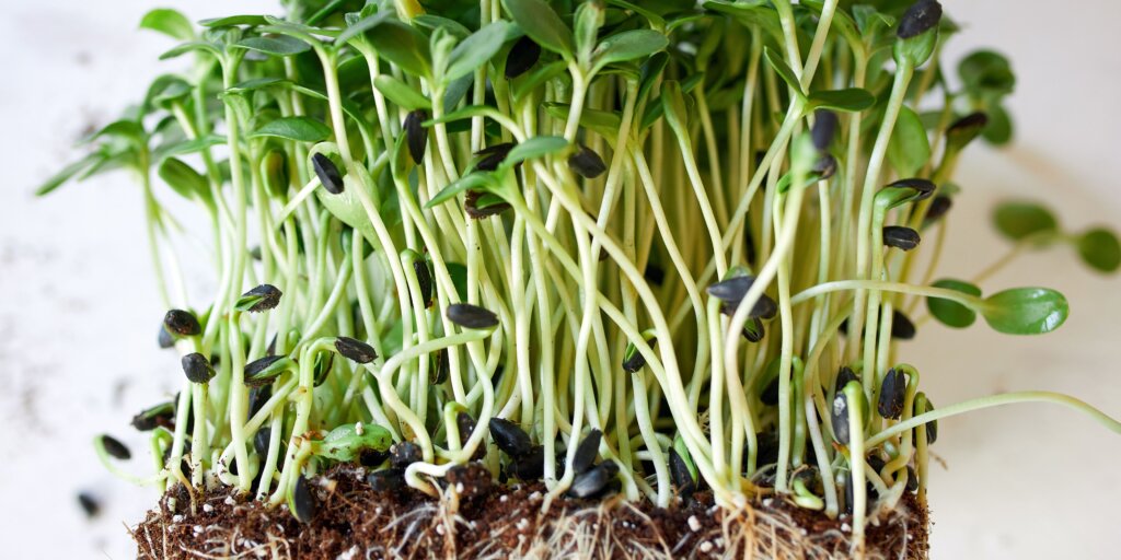 microgreens-jedle-rastliny-rastlinkovo