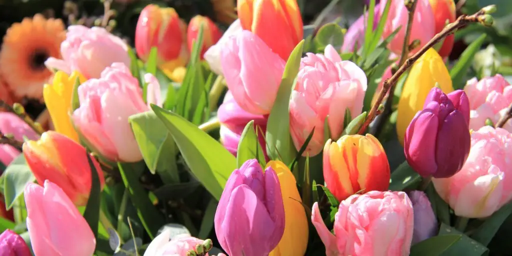 tulipany-rastlinkovo