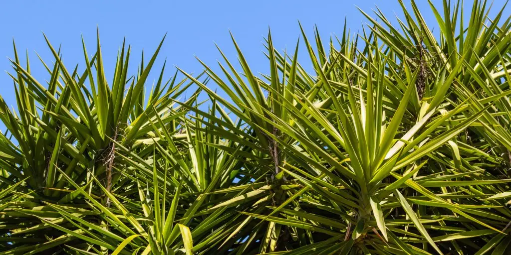 yucca-yuka-pestovanie-starostlivost-rastlinkovo