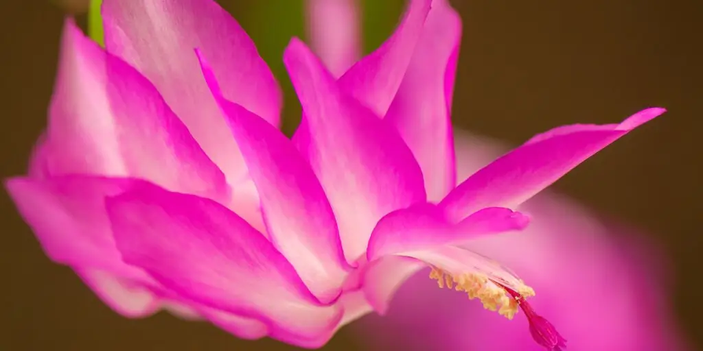 schlumbergera-vianocny-kaktus-pestovanie-rastlinkovo