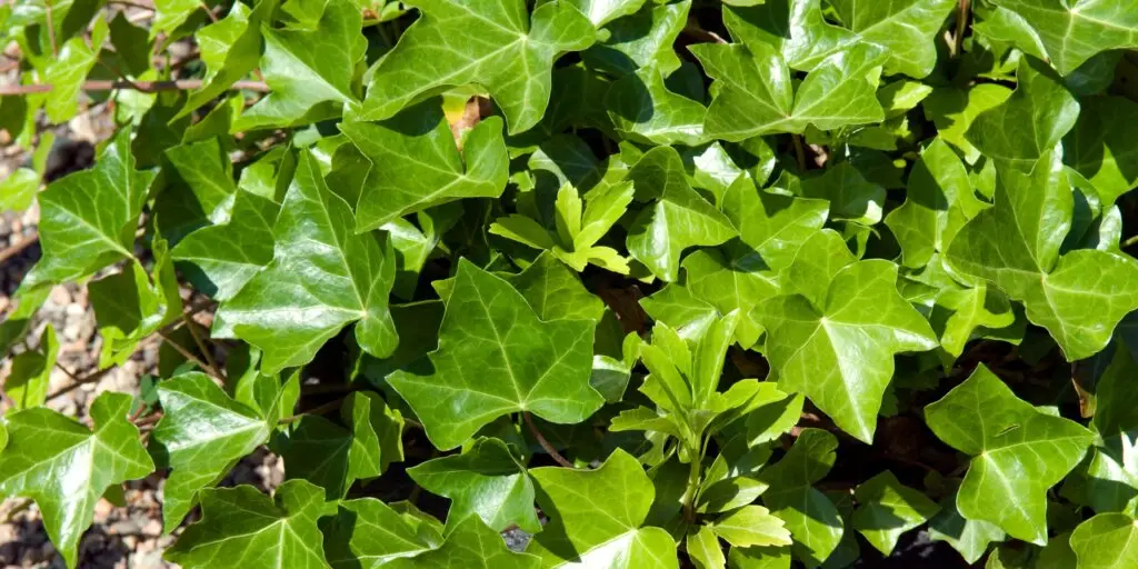 brectan-hedera-helix-rastliny-na-hroby-rastlinkovo