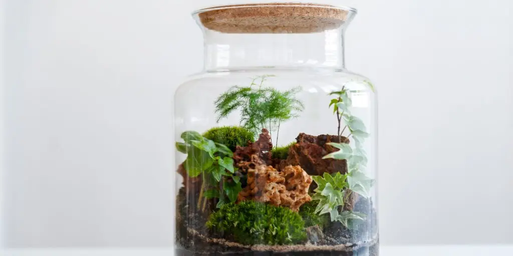 rastlinne-terarium-rastlinkovo