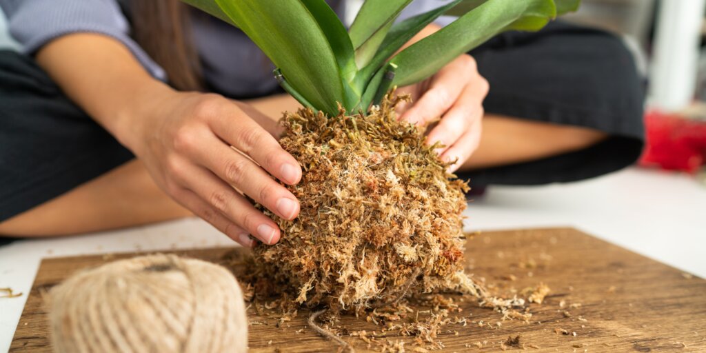 Kokedama: živé umenie v byte 1 kokedama-rastlinkovo