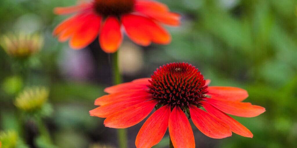 echinacea-trapatka-rastlinkovo