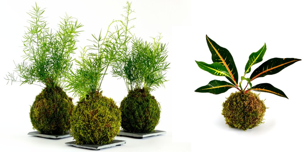 Kokedama: živé umenie v byte 2 kokedama-rastlinkovo