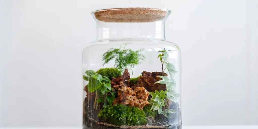 terarium-vyroba-rastlinkovo