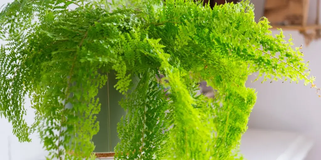 nephrolepis-paprad-rastlinkovo