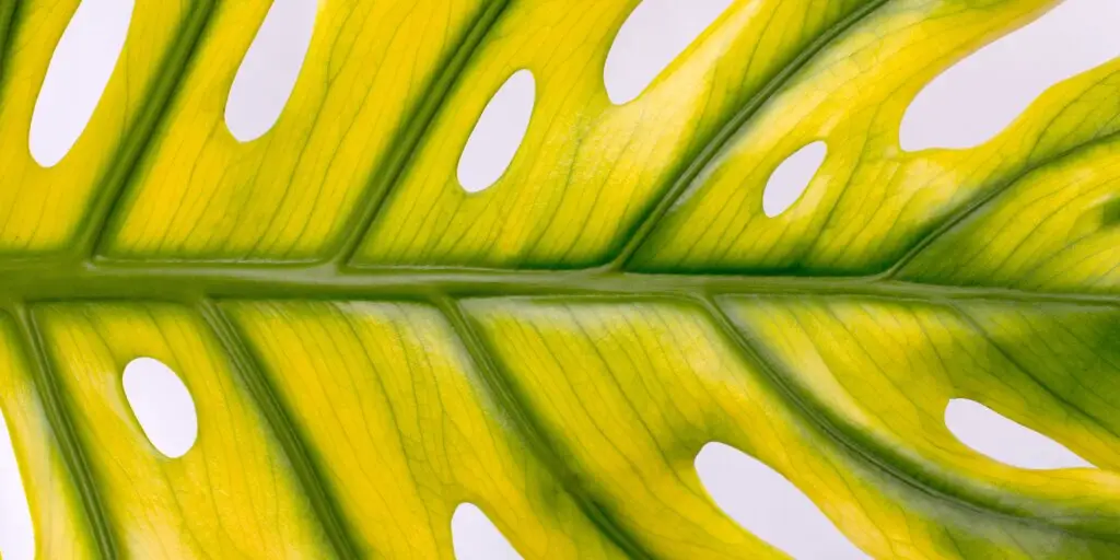 Monstera: Ako riešiť 10 najčastejších problémov 1 problemy-s-monsterou-rastlinkovo
