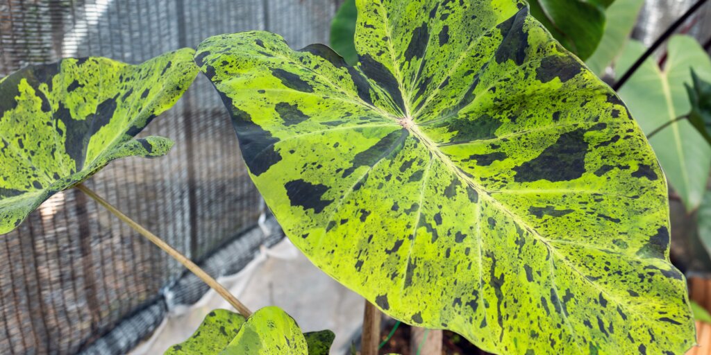colocasia