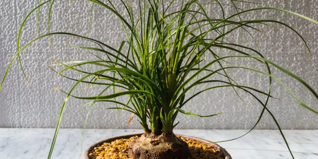 beaucarnea-slonia-noha-pestovanie