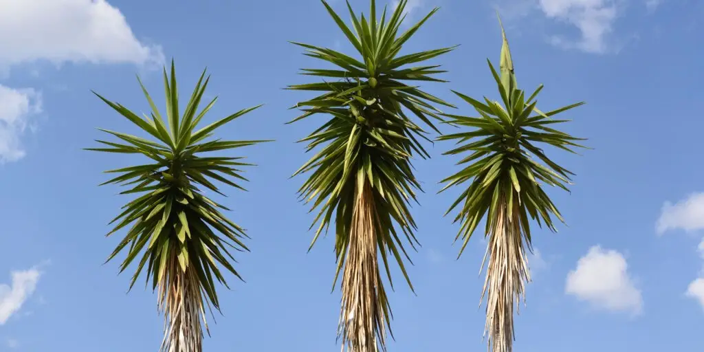 yucca-yuka-pestovanie-starostlivost-rastlinkovo