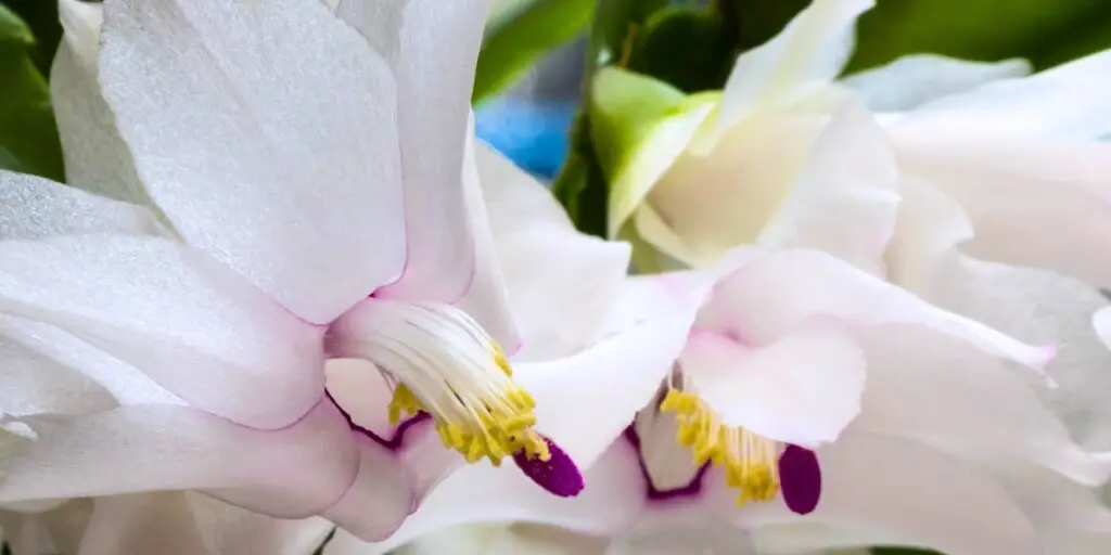 schlumbergera-vianocny-kaktus-pestovanie-rastlinkovo