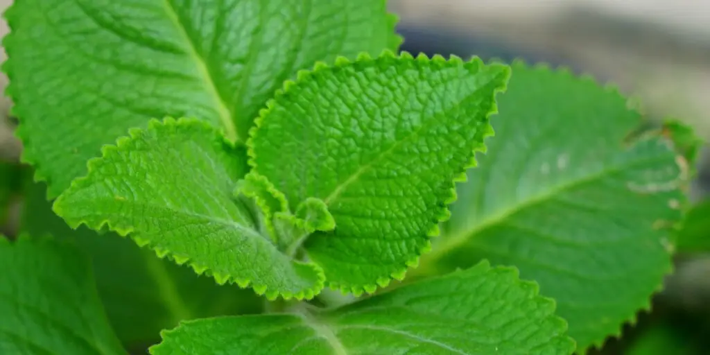 nadchovnik-plectranthus-rastlinkovo