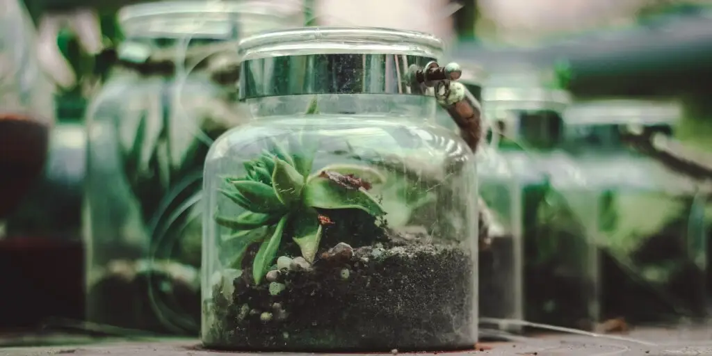 rastlinne-terarium-rastlinkovo