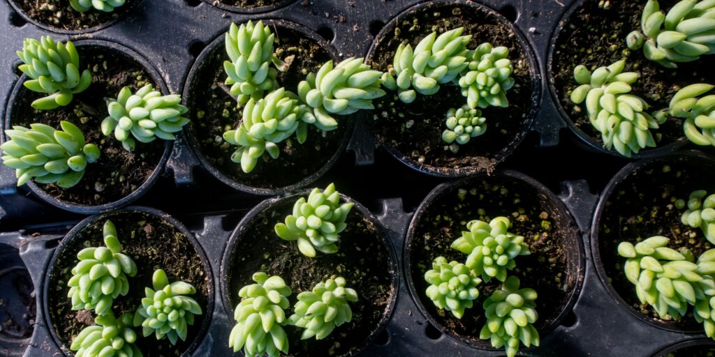 sedum-burrito-rozchodnik-morganov-pestovanie-rastlinkovo