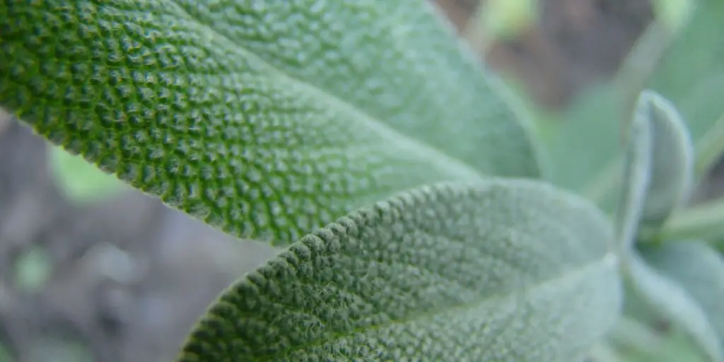 salvia-lekarska-salvia-officinalis-rastlinkovo