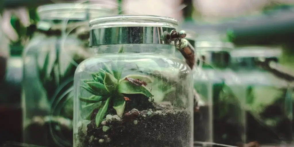terarium-vyroba-rastlinkovo