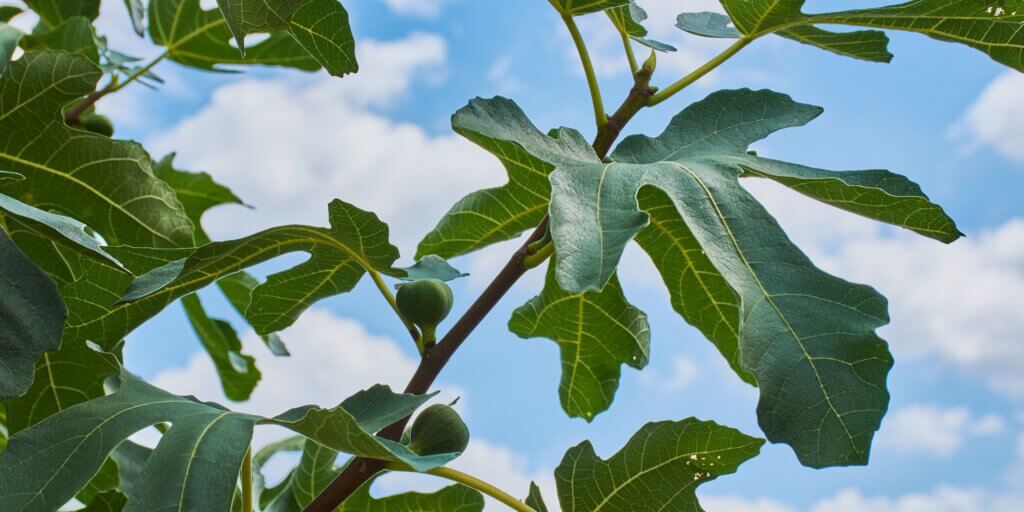 Ficus Carica: ako správne pestovať figu? 3 4