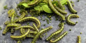 vijacka-kruspanova-buxus-rastlinkovo