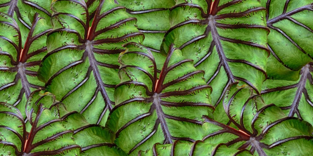 caladium-pestovanie-rastlinkovo