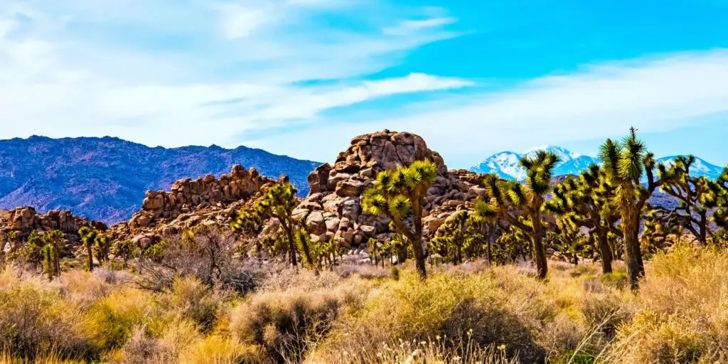 juka-yucca