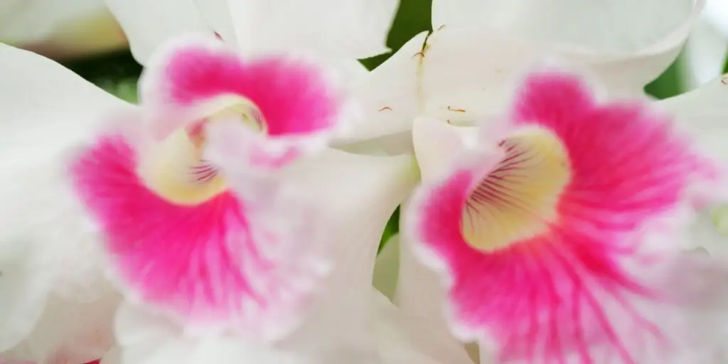 schlumbergera-vianocny-kaktus-pestovanie-rastlinkovo