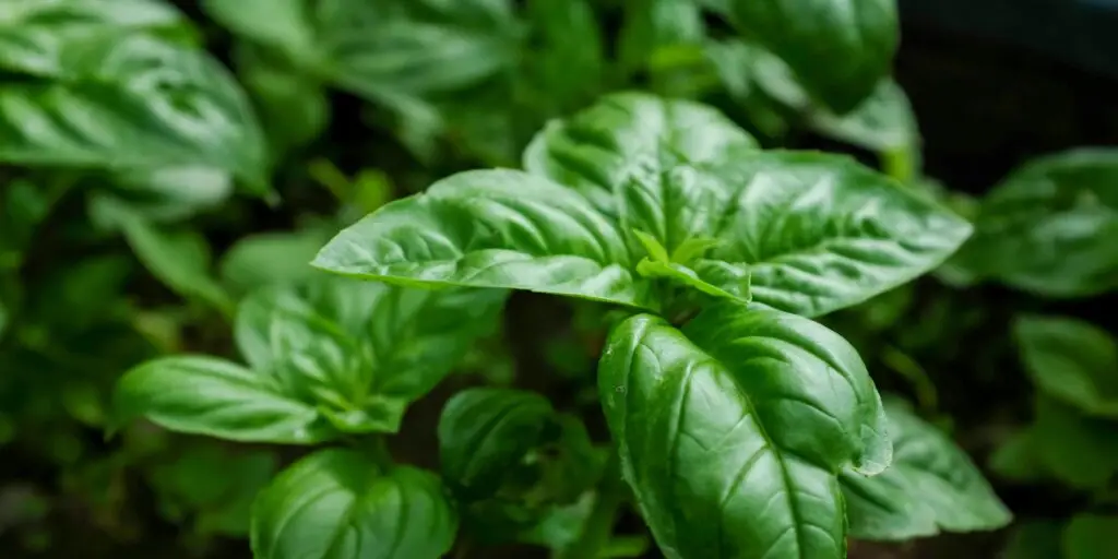 bazalka-bazalkove-pesto-rastlinkovo
