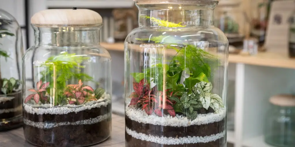 rastlinne-terarium-rastlinkovo