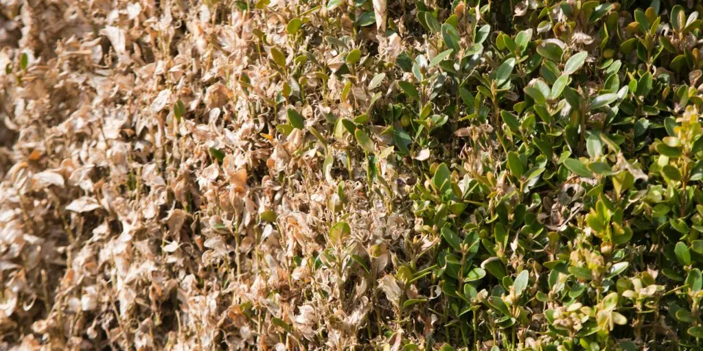 vijacka-kruspanova-buxus-rastlinkovo