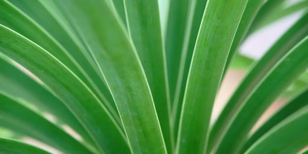 beaucarnea-slonia-noha-pestovanie
