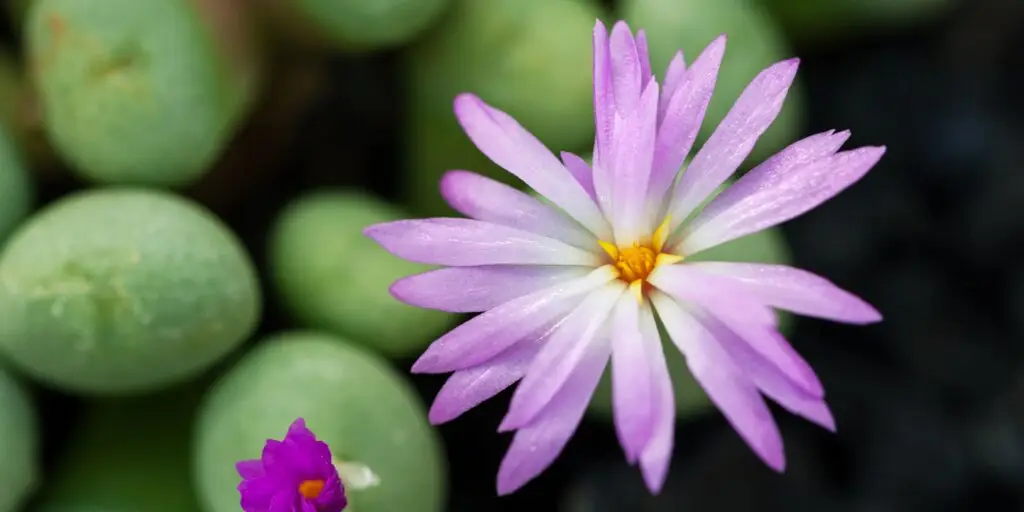 lithops-zive-kamene-rastlinkovo