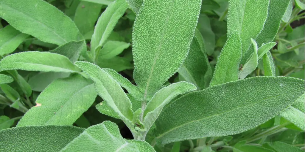 salvia-lekarska-salvia-officinalis-rastlinkovo