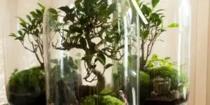 terarium-vyroba-rastlinkovo