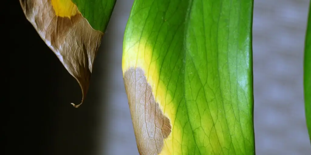Monstera: Ako riešiť 10 najčastejších problémov 1 problemy-s-monsterou-rastlinkovo