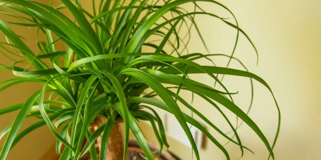 beaucarnea-slonia-noha-pestovanie