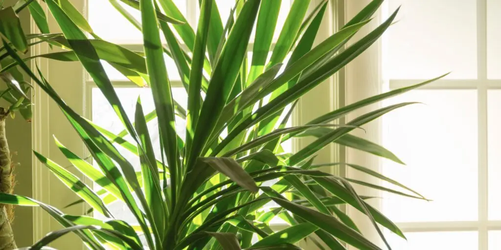 yucca-yuka-pestovanie-starostlivost-rastlinkovo