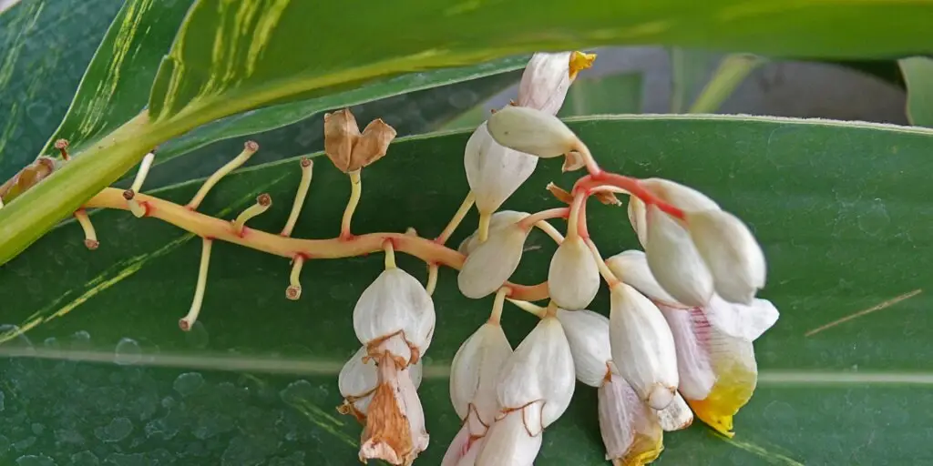 ctenanthe-hrebenovka-starostlivost-rastlinkovo