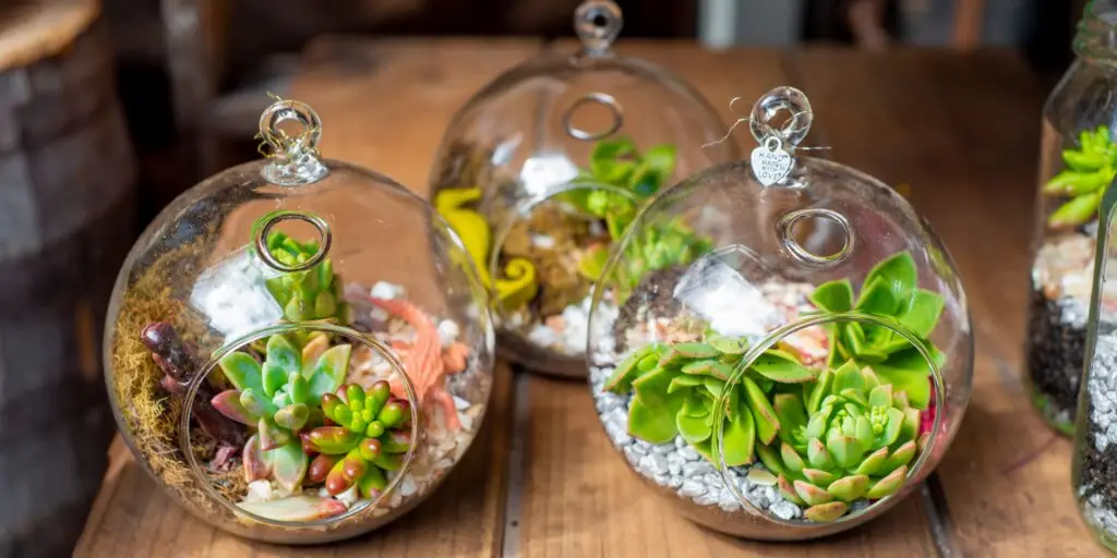 rastlinne-terarium-rastlinkovo